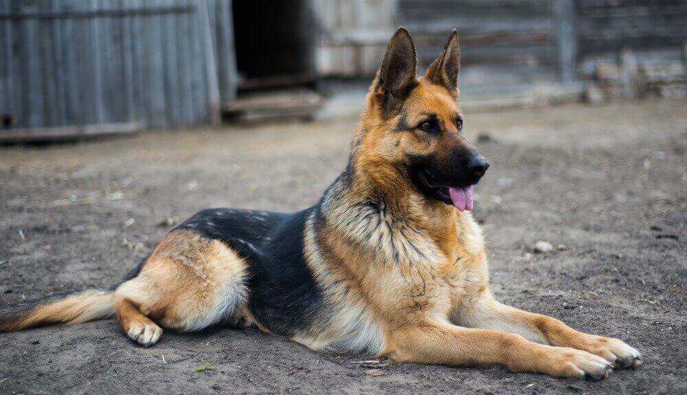 "German Shepherd Dog" Зображення - огляд 101,675 Стокові фото, векторні зображен