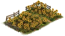 Sunflower Patch