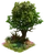 Tree of Vitality