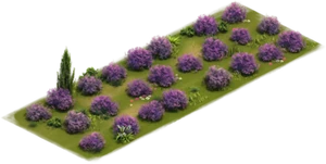 Lavender Lawn Variation 2
