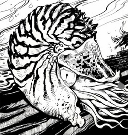 Giant nautilus DM193