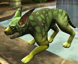 DDO-Cooshee Pup