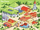Town of Freedale.png