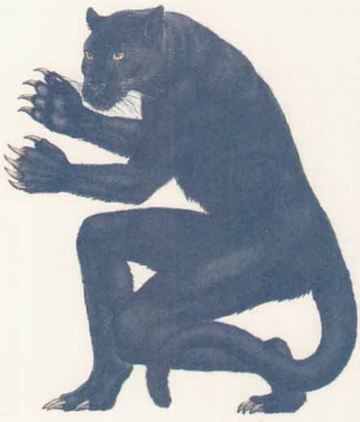 black panther lion hybrid