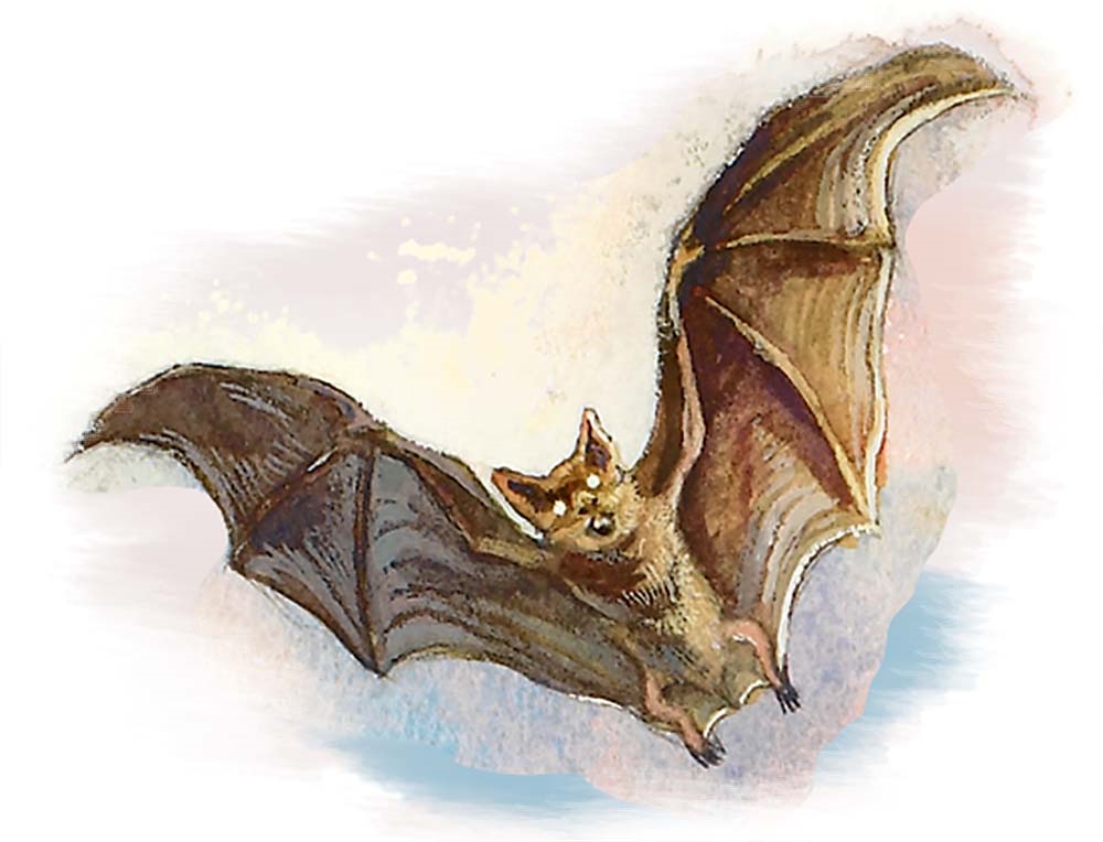 d&d dire bat d&d dire bat