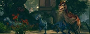 A group of Compsognathus of different variety from the game Neverwinter.[7]