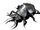 Giant rhinoceros beetle