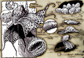 Darkmantle life cycle