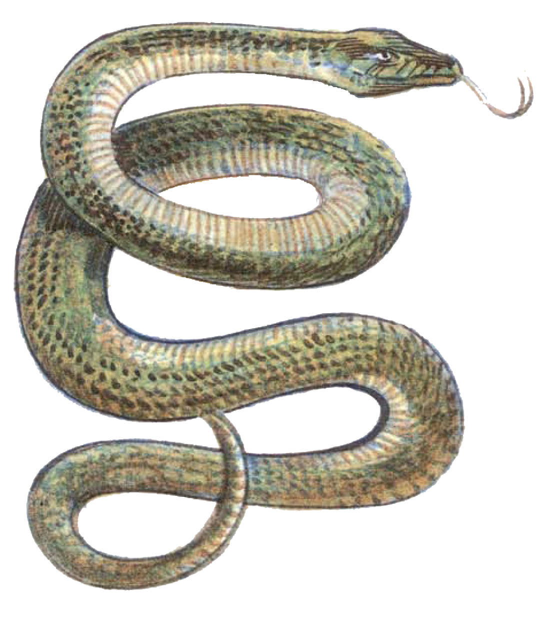 constrictor-snake-forgotten-realms-wiki-fandom