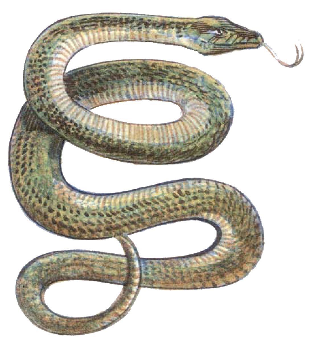 https://static.wikia.nocookie.net/forgottenrealms/images/1/14/Constrictor_snake_2e.png/revision/latest?cb=20210131093401