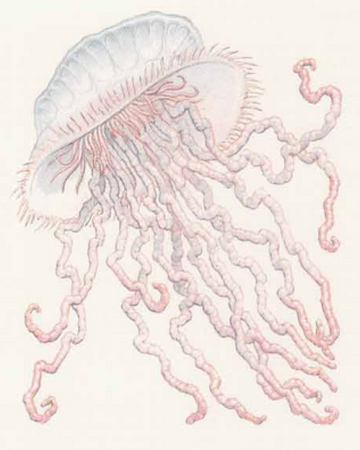 Giant Portuguese Man O War Forgotten Realms Wiki Fandom