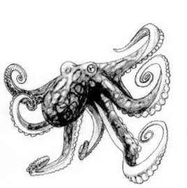 Blue-ring-octopus2e