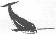 Another narwhal.