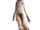 Myconid.gif