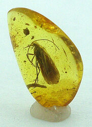 Amber with insect. Photo by Sterling Passion, used by permission.