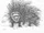 Giant porcupine