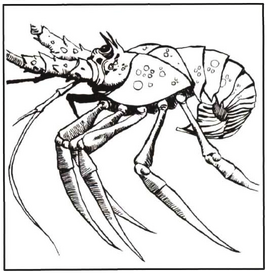 Crawfish