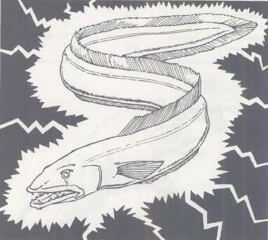 https://static.wikia.nocookie.net/forgottenrealms/images/3/30/ElectricEel-CC.png