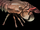 Myrmidon (crustacean)