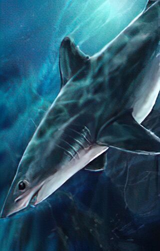 Mako shark | Forgotten Realms Wiki | Fandom