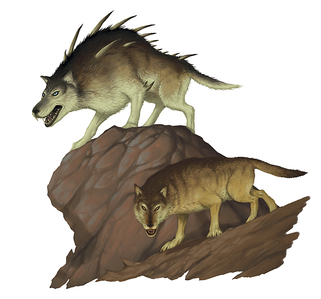 dire wolf size