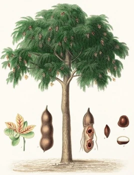 Tamarind botanical