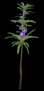 A lone balsam plant.