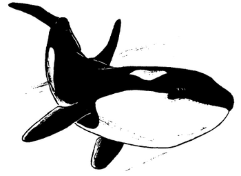 Killer whale | Forgotten Realms Wiki | Fandom