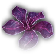 Black Oleander bg3.png (45 KB) A black oleander flower.