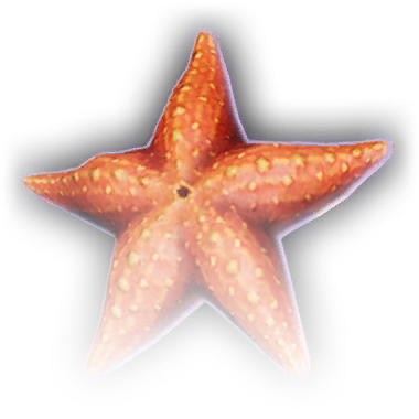 Starfish Can See in the Dark (among Other Amazing Abilities)