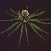 A thornslinger model.