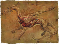 Dragon anatomy - Mark Nelson