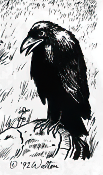 Giant raven, Forgotten Realms Wiki