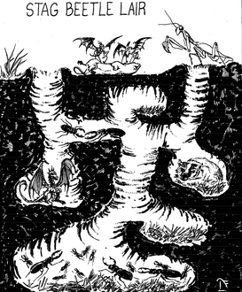 GiantStagBeetle-Lair