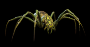 A giant wolf spider from the Western Heartlands.