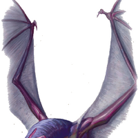 Veserab Forgotten Realms Wiki Fandom B1 55 45 4b e5 20 19 1e /2012. veserab forgotten realms wiki fandom