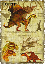 Copper dragon anatomy - Richard Sardinha