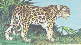 Jaguar-MC