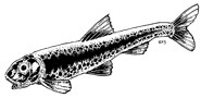 A death minnow.