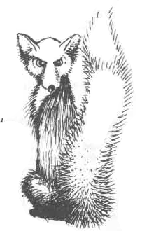 d&d foxin d&d foxin