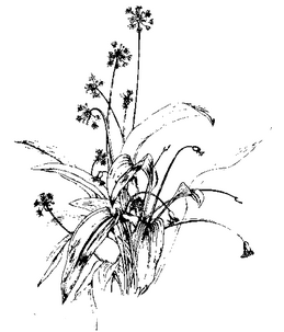 Garlic plant
