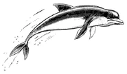 Dolphin SoFS.png (180 KB) A jumping dolphin.