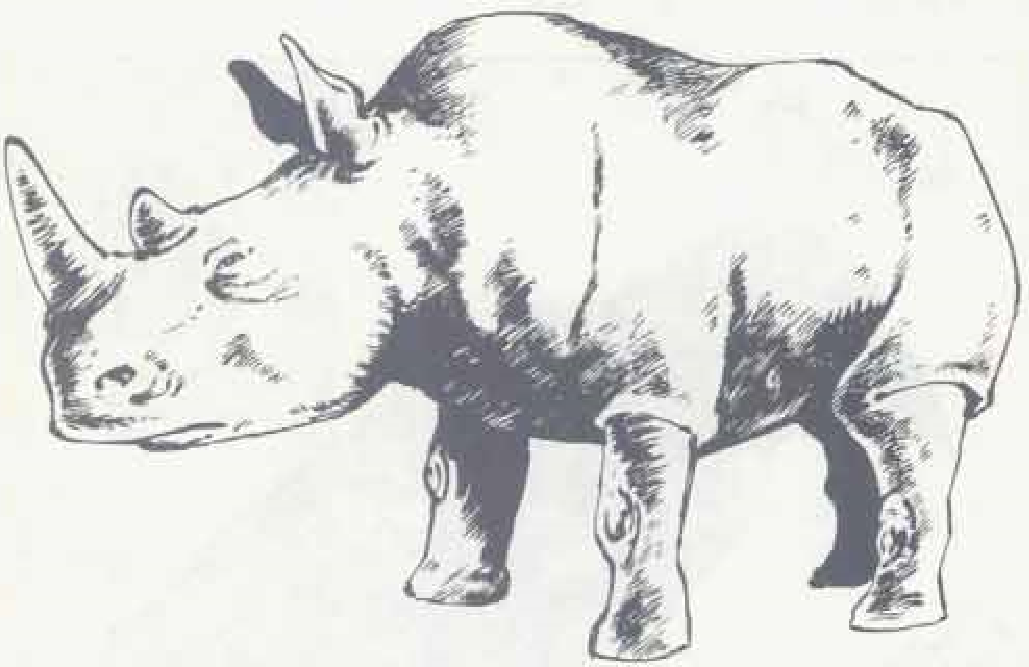 image of rhinoceros