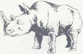 Rhinoceros-Basic