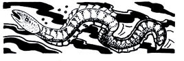 Eel