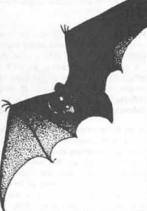 d&d bat race d&d bat race
