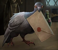 A Waterdhavian messenger pigeon.