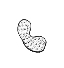 Eternal peanut