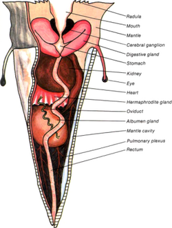 Piercer anatomy
