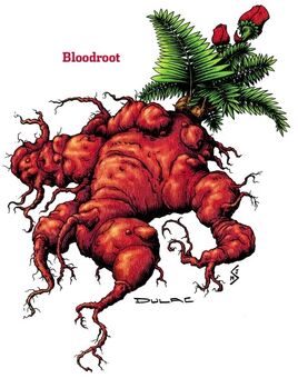 Bloodroot